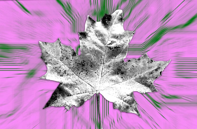 How Maple Finance made a comeback to reach $1m monthly revenue