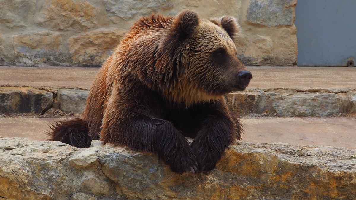 Coinbase bear Jim Chanos closes fund as demand for fundamental stock pickers ‘wanes’